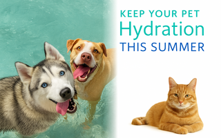 Keep Your Pet Hydrated This Summer