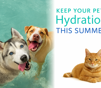 Keep Your Pet Hydrated This Summer