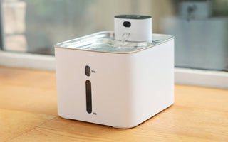 Are Water Fountains Safe for Pets? A Complete Guide for Cat and Dog Owners