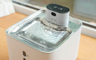 Is It Better to Have a Pet Water Fountain?