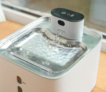 Is It Better to Have a Pet Water Fountain?