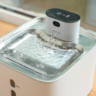 Is It Better to Have a Pet Water Fountain?