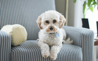 Is It Good to Vacuum Your Dog? How Often Should You Do It?