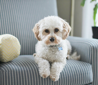 Is It Good to Vacuum Your Dog? How Often Should You Do It?