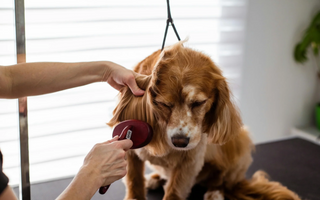 Can I Vacuum My Dog for Shedding? A Safe & Effective Guide