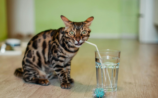 Do Vets Recommend a Water Fountain for Cats?