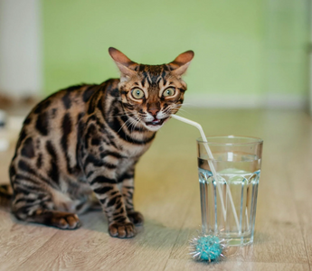 Do Vets Recommend a Water Fountain for Cats?