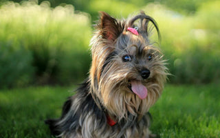 What Are the Red Flags for Dog Grooming?