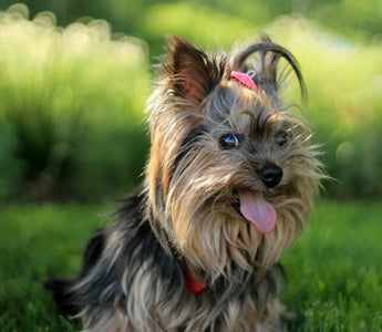 What Are the Red Flags for Dog Grooming?