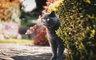 Best Pet Water Fountains in 2025: Keep Your Pets Healthy and Hydrated