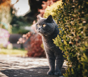 Best Pet Water Fountains in 2025: Keep Your Pets Healthy and Hydrated