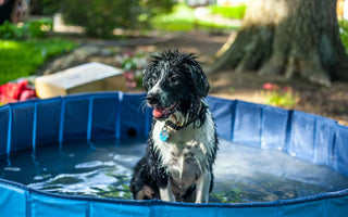 How to Quickly Dry a Dog After a Bath