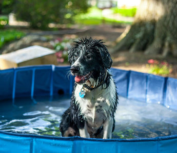How to Quickly Dry a Dog After a Bath