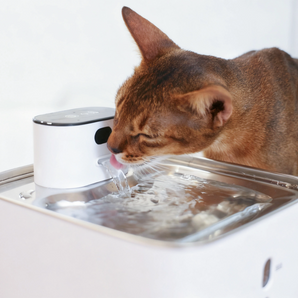 Catboxy Hydra Pumpless Pet Water Fountain