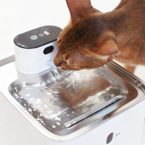 Catboxy Hydra Pumpless Pet Water Fountain