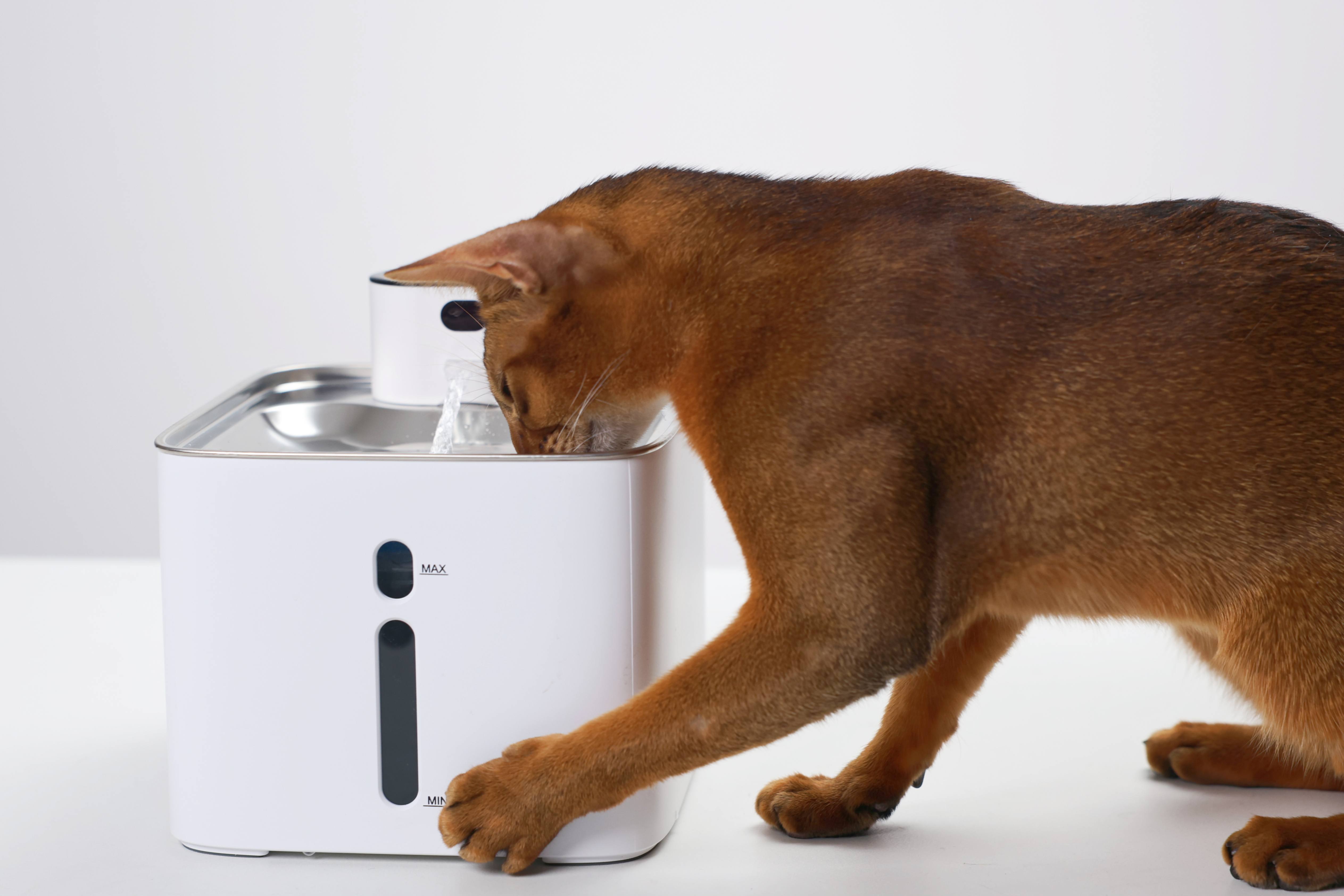 What Happens If You Don't Clean a Cat Water Fountain?