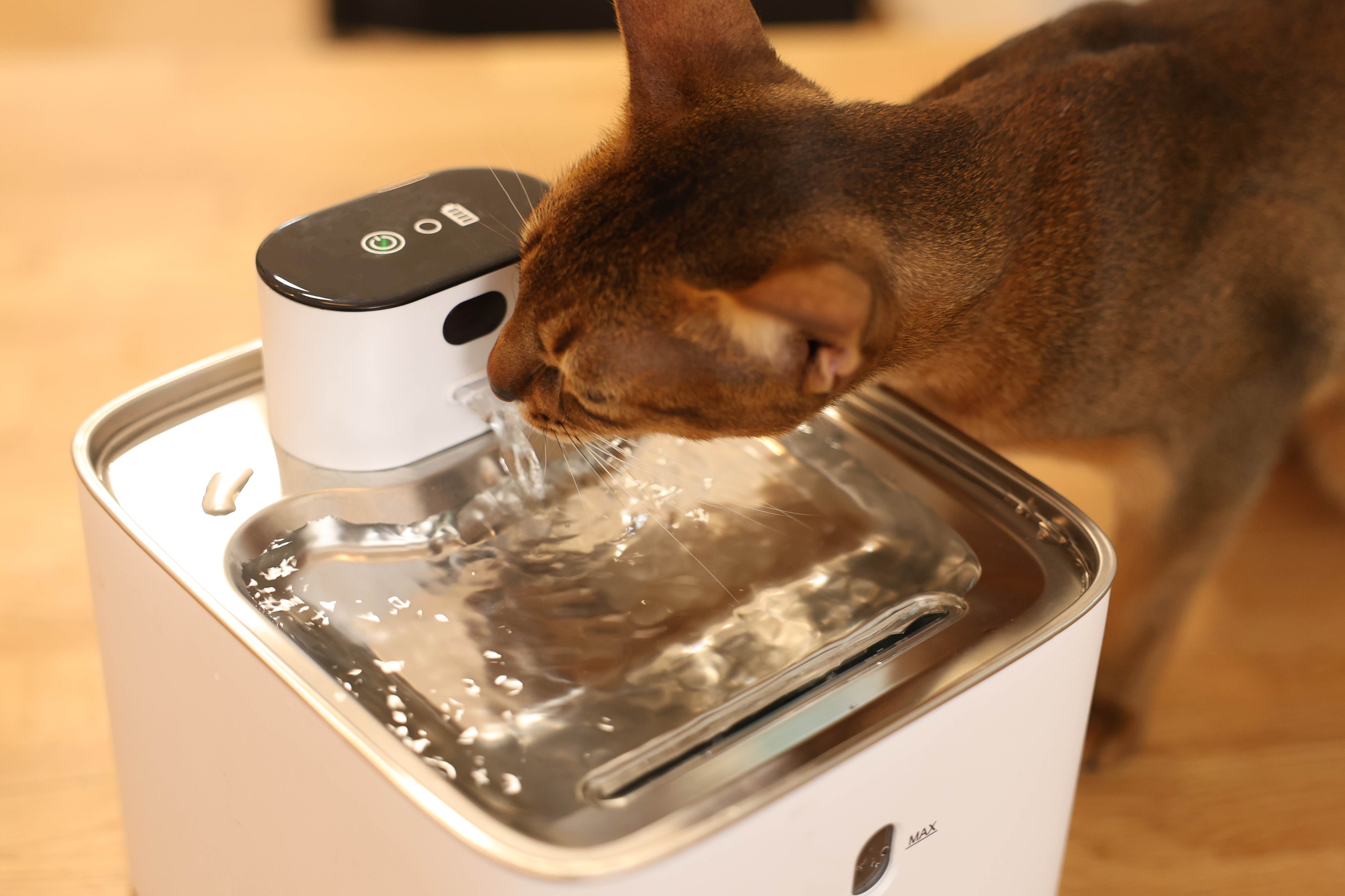 Are Pet Fountains Better Than Bowls? The Complete Guide to Pet Hydration