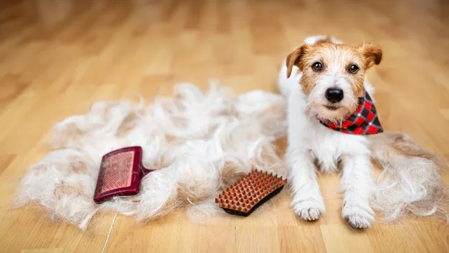 Are Pet Vacuums Really Necessary? Here’s Why Most Pet Owners Say Yes