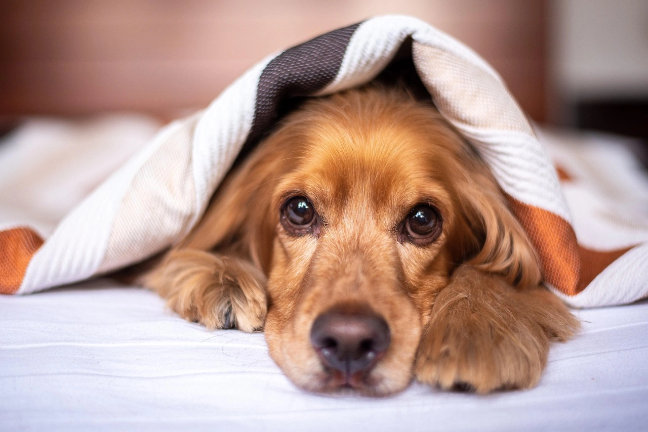 What's the Best Kind of Vacuum for Pet Hair?