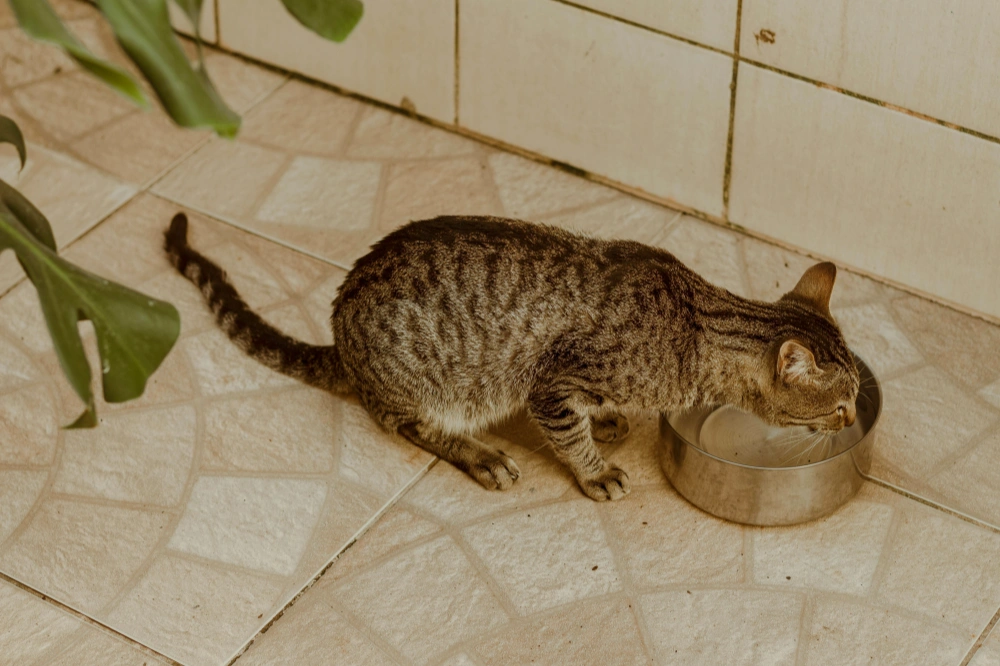 Are Plastic or Metal Water Fountains Better for Cats?