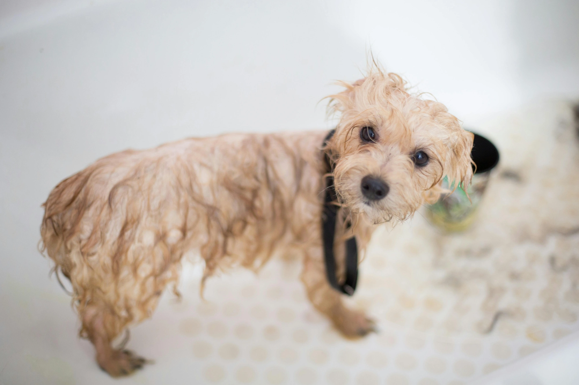 Is It Worth Buying a Dog Dryer? A Complete Guide for Pet Owners