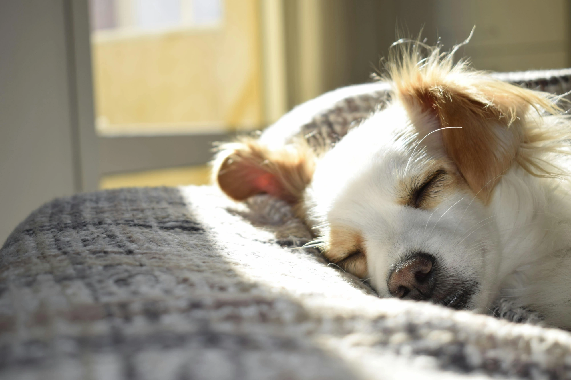 Which is the Best Vacuum for Dogs?