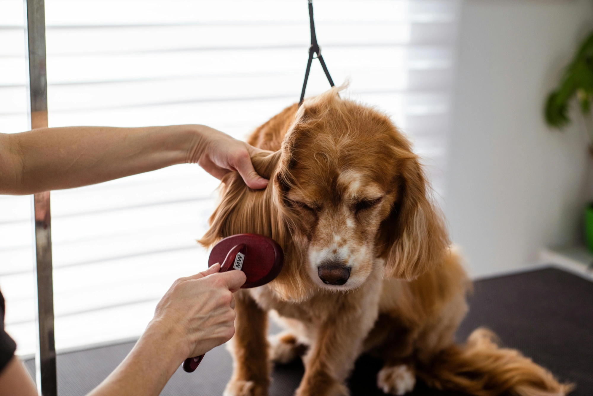 How Often Should You Vacuum Your Dog?