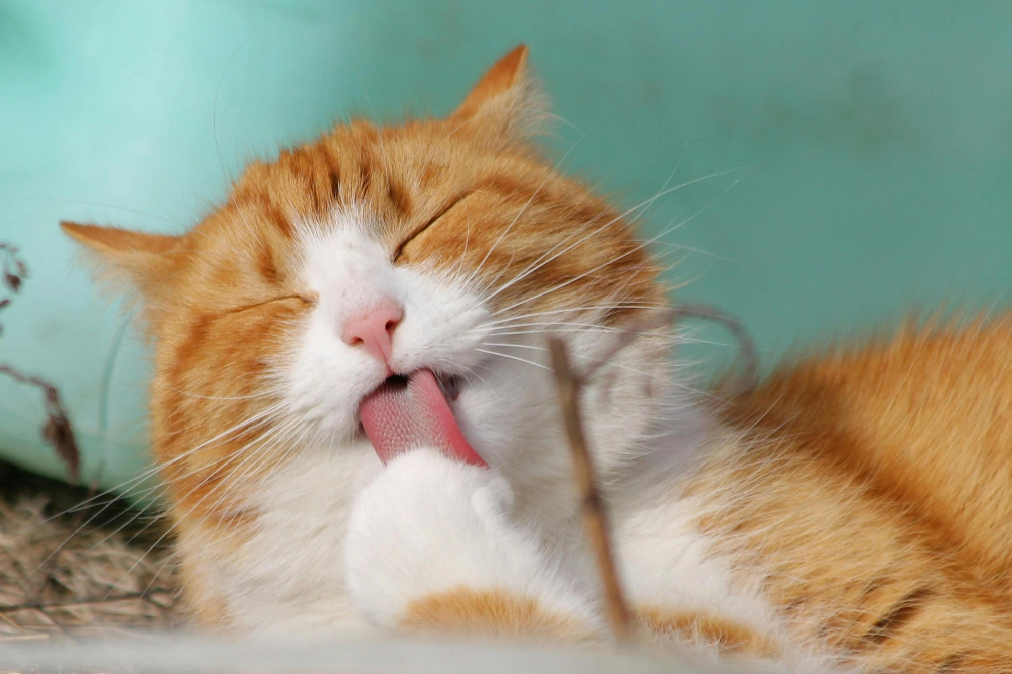 Does Your Cat Actually Get You?