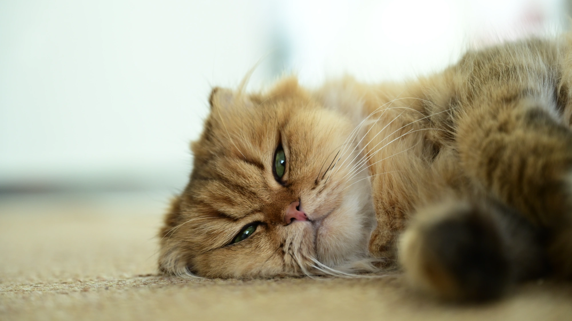 9 Habits That Help Your Dog Live Longer